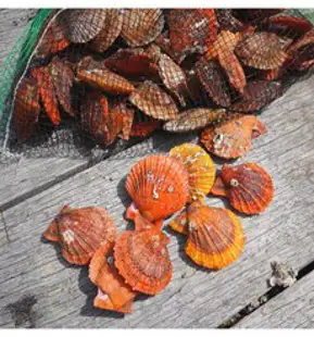바다의품격 통영 제철 세척 비단 홍가리비 1kg, 1개