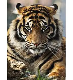케이엠엘리 원형 큐빅 3D 보석십자수 DIY 키트 캔버스 액자 일체형 40 x 50 cm, 용감한호랑이, 1개