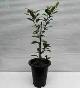 레몬나무 키우기 : 씨앗에서 나무까지(컬러판), BOOKK(부크크), 조세형 저