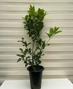 레몬나무 120cm, 혼합색상, 1개