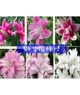 [키작은 백합 구근] 레드 매트릭스 5구, 1개