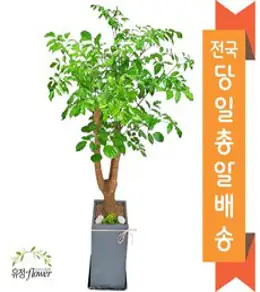 햇살농장 공기정화식물 인테리어 거실화분 개업화분[중형화분은 전국배송(대형화분은서울지역 경기일부지역 당일배송)]<대형화분 배송지역 확인>, 1개, 9.(대형)해피트리”></figure>
<h2><span class=