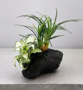 키우기 쉬운 어항 모스 음성수초 초보 구피 새우 은신처 놀이터 장식품, 1개, 1. 자와모스 8x8cm